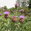 Artichoke