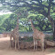 Reticulated Giraffe