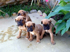 Vendo Cachorros Boxer
