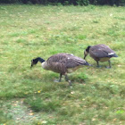 Canada Goose