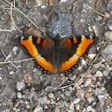 Milbert's Tortoiseshell