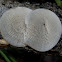 Bracket fungus - Hexagonia sp