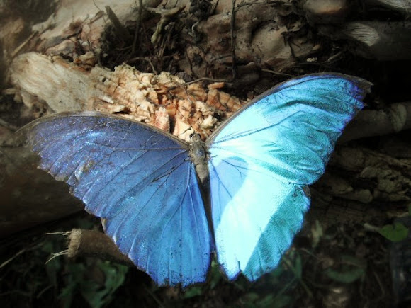 Spotting Image 1