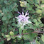 Bee balm
