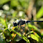 Ground Skimmer