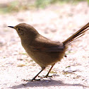 Itatiaia Spinetail
