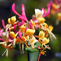 Honeysuckle Lonicera