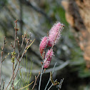 Pink Pokers