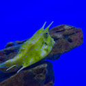 Longhorn Cowfish