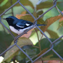 Black-throated Blue Warbler (Male)