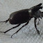 escarabajo