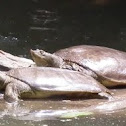 Spiny Softshell Turtles