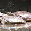 Spiny Softshell Turtles