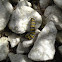 Monarch Caterpillar
