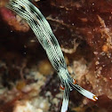 Glazed Thuridella
