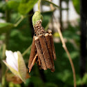Bagworm