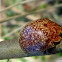 Dotted-lines Leaf Beetle