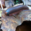 Worm Millipede