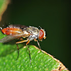 Fly
