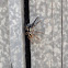 Jumping spider species