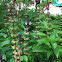 Thai basil