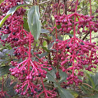 Medinilla