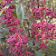 Medinilla
