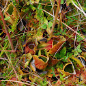 Northern/Purple Pitcher Plant