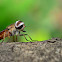 Horse-fly