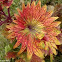 Coleus, Mayana