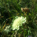 cream scabious - Gelbe Skabiose