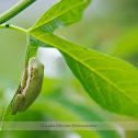 Florida Green Tree Frog