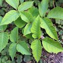 Poison Ivy