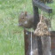 Eastern Gray Squirrel