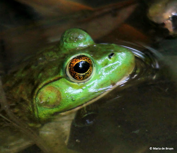 Green or bronze frog Project Noah