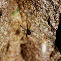 Western (Black) Widow Spider