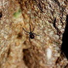 Western (Black) Widow Spider