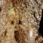 Western (Black) Widow Spider