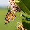 Monarch