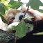 Red Panda