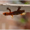 gecko