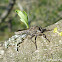 Robber fly