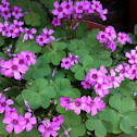 Oxalos