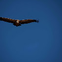 Buitre común o leonado