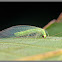 Green lacewings