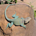 Eastern collared lizard (male)