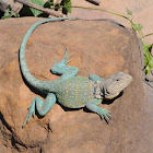 Eastern collared lizard (male)