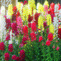 Snap Dragon