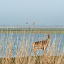 Red Deer