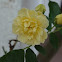 Yellow Rose